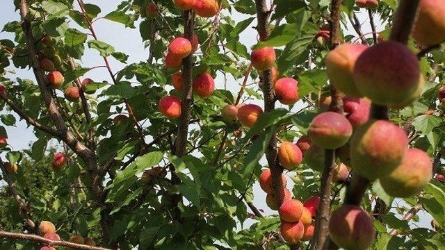 Описание сорта абрикосов Сардоникс, характеристики плодоношения и особенности выращивания