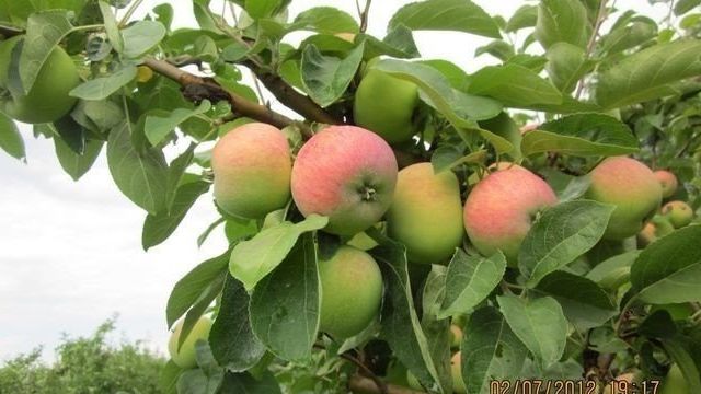 Сорт яблок Боровинка: описание характеристик и фото