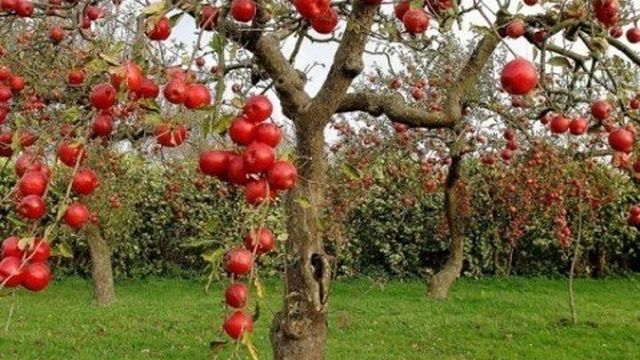 Как вырастить яблоню из семечки
