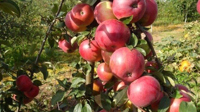 Как правильно посадить яблоню осенью на Урале с учетом климата, оптимальные сроки высадки, подходящие сорта и особенности посадки