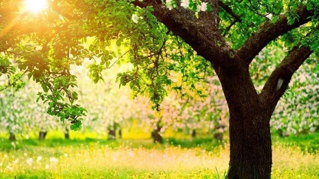 Как ухаживать за яблоней весной, в том числе в Сибири, на Урале, в Подмосковье и др
