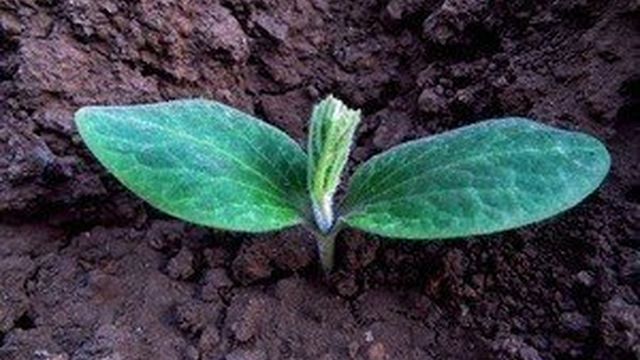 Как правильно сажать баклажаны: из семян и рассады, в теплице и на участке, правила ухода и полива