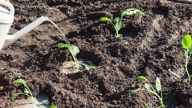 Как посадить цветную капусту в открытый грунт