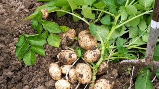 Сорта картофеля самые популярные у садоводов