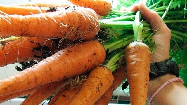 Как вырастить морковь крупной и сладкой на огороде: почему получается не большая, что делать, чтобы была длинной и сочной, а также список сортов для открытого грунта