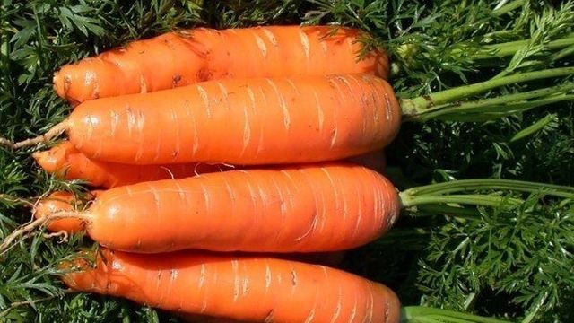Морковь Нантская 4: характеристика и описание сорта, срок созревания, фото растения и корнеплодов, как посадить овощ и собрать урожай