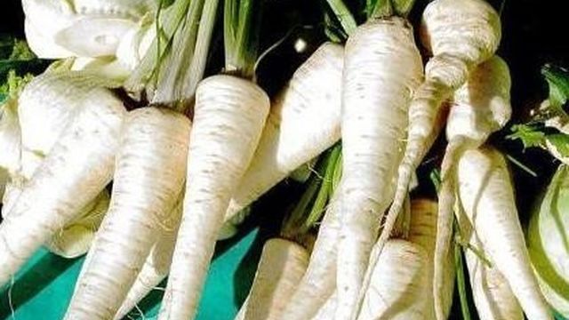 Белая морковь: как называется и почему она такого цвета, можно ли ее есть, из-за чего она такой вырастает, полезные свойства для организма человека