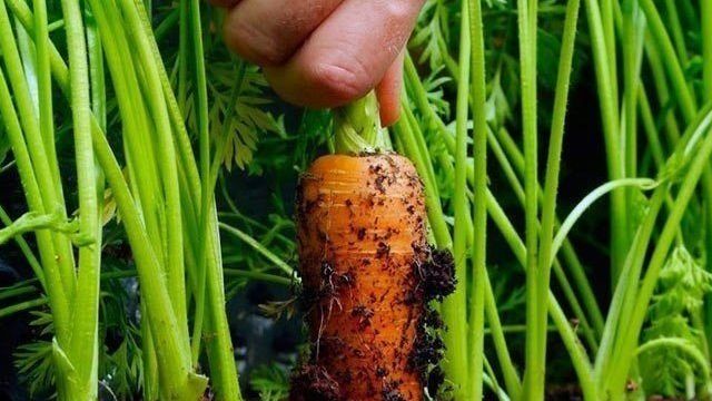 Сроки сбора урожая моркови и его хранение зимой