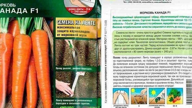 Лучшие сорта семян моркови для открытого грунта: особенности ухода и посадки, рекомендации для разных регионов