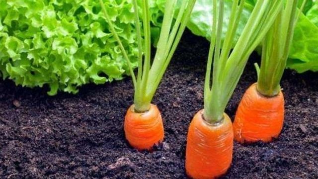 Узнаем как ой сорт моркови лучше сажать под зиму в Подмосковье