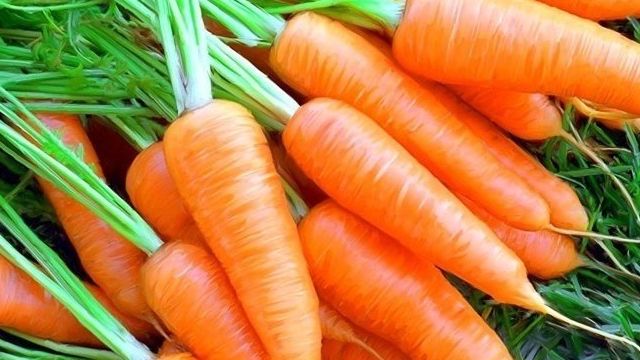 Морковь Самсон: характеристика и описание сорта, правила выращивания, урожайность
