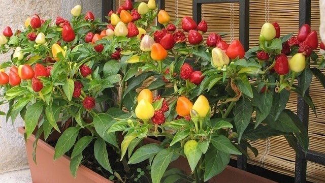 Комнатный перец (декоративный и съедобный острый): как выращивать, лучшие сорта и их фото, как использовать в качестве комнатного растения в горшке