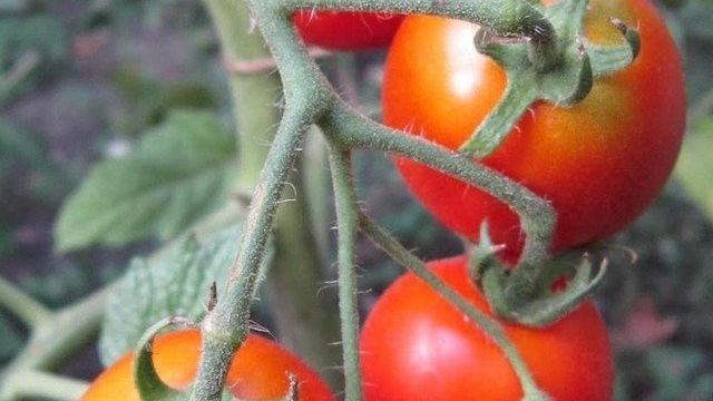Отзывы о томатах «Акварель», характеристики сорта и описание