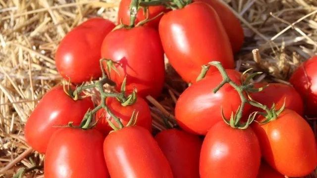 Лучшие сорта томатов для теплицы в Подмосковье, правила ухода
