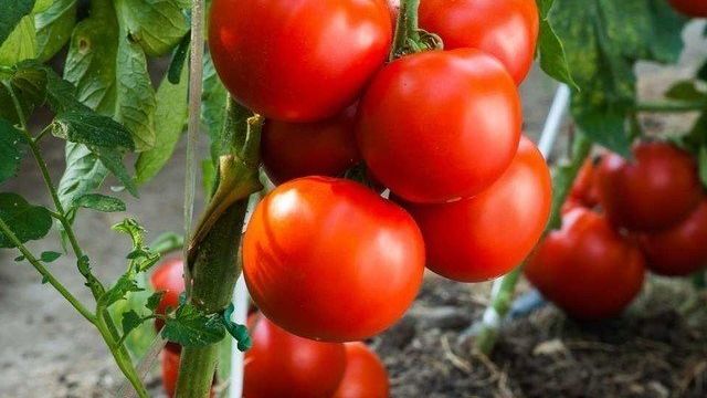 Томаты без рассады: фото, видео, как выращивать помидоры без рассады
