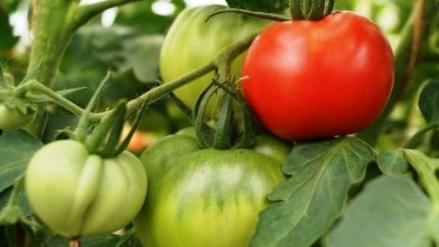 Как правильно и эффективно бороться с фитофторозом томатов