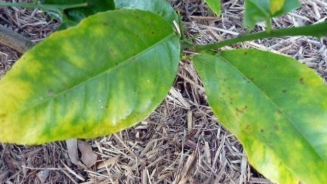 Причины желтизны и опадания листьев у лимона
