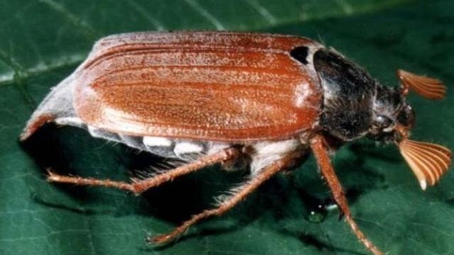 Где и как поймать майского жука: эффективные способы и рекомендации