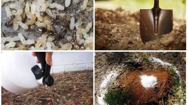Народные средства от муравьев в огороде: методы борьбы, как их вывести на участке