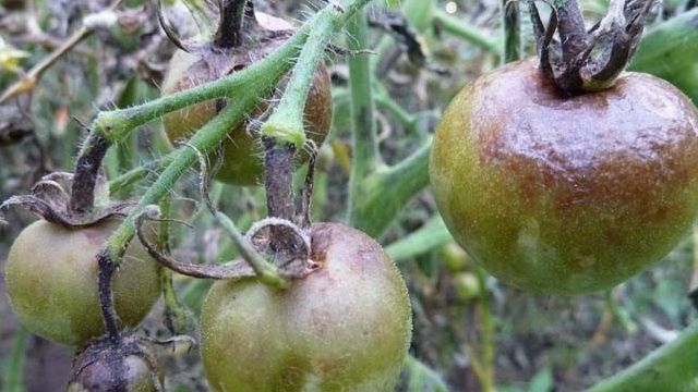 Йод для помидоров: подкормка во время полива, цель и правила обработки, отзывы огородников, другие способы увеличения урожайности