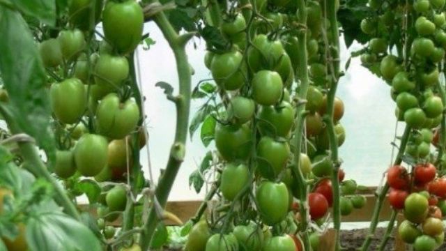 Нитрофоска для томатов – 6 этапов использования и главные особенности