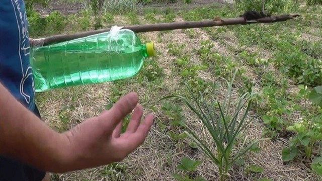 Капельный полив для помидор из пластиковых бутылок своими руками