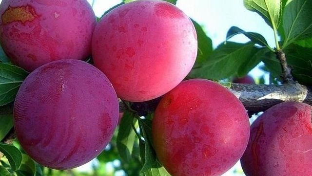 Смородина Натали: описание сорта красной ягоды и его фото Selo