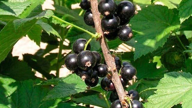 Смородина Добрыня: описание сорта черной смородины, выращивание