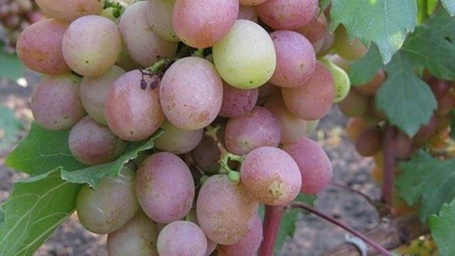 Сорт винограда Гурман: фото, отзывы, описание, характеристики
