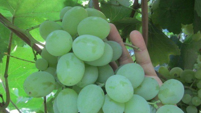 Виноград Мускат Посада: описание сорта и урожайность