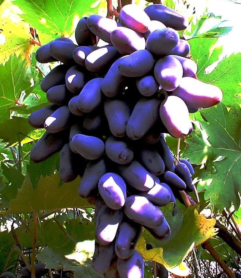 Сорт винограда длинногроздевой