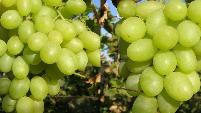 Виноград сорта Благовест — сладкая солнечная ягода