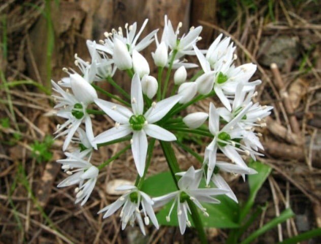 Allium ursinum черемша