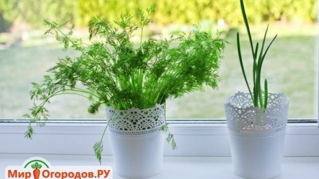 Инструкция, как вырастить укроп на подоконнике в квартире: как правильно посадить и ухаживать за зеленью в домашних условиях зимой и летом